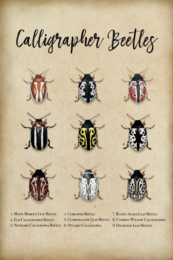Meet the Calligrapher Beetles of North America by Amy Maltzan