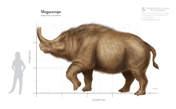 Megacerops size by Rick Simonson
