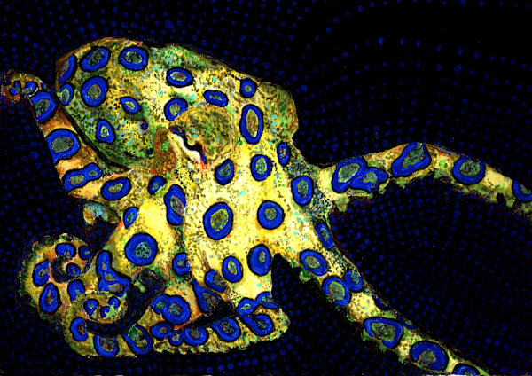 Blue Ringed Octopus by Netta Dar, Image 1.