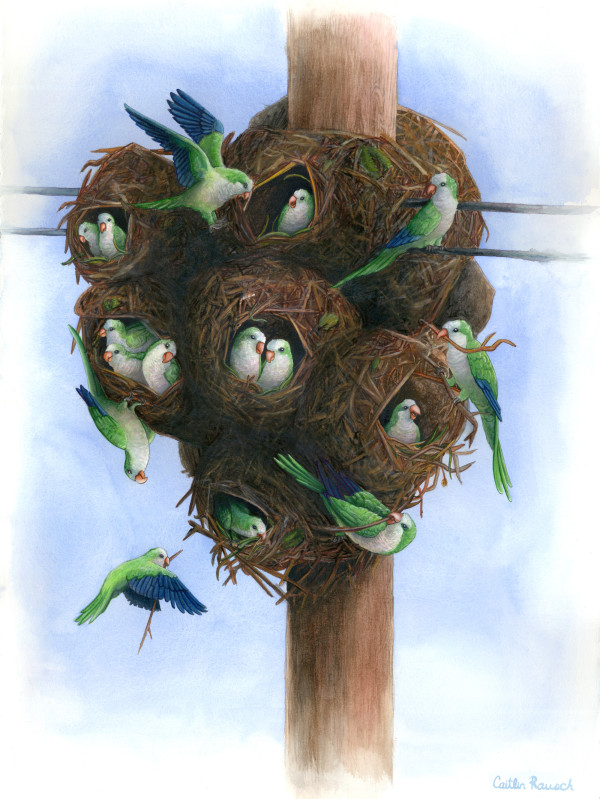 Monk Parakeets by Caitlin Rausch