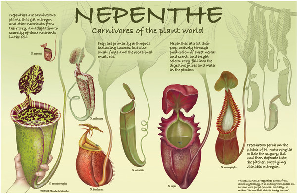 Nepenthe by Elizabeth Morales
