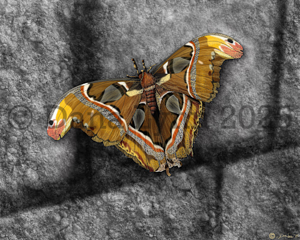 Moth by Dana Watrous, Image 1.