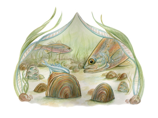 Freshwater Mussels with Egg Dispersal Lure by Tamara Clark