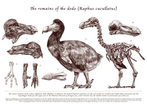 The remains of the dodo (Raphus cucullatus) by Natalija Stojanovic