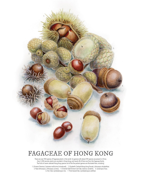 Fagaceae of Hong Kong by Nicole Tsz Ki Kit