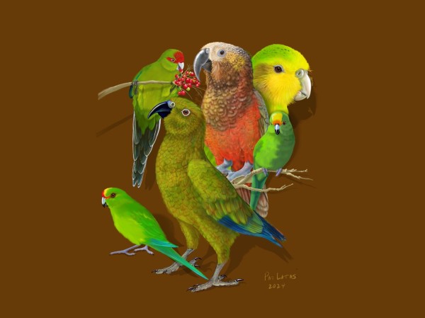 Parrots of New Zealand by Patricia Latas