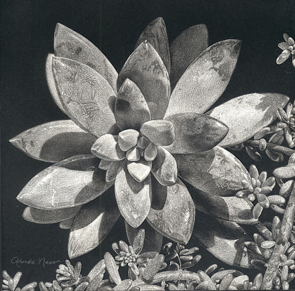 Succulent Divine Drama by Rhonda Nass