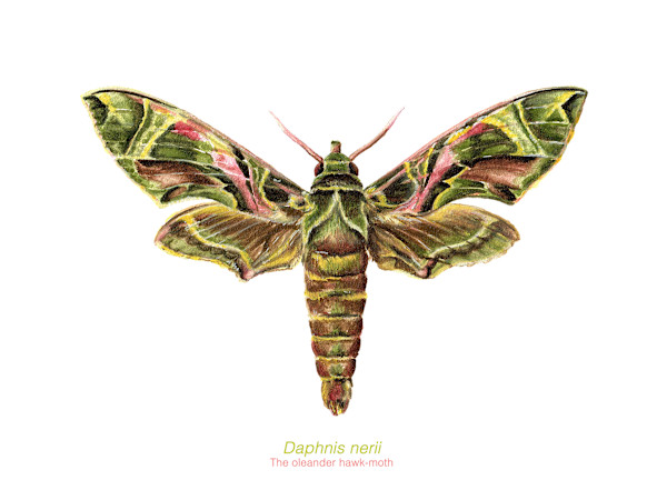 Daphnis nerii - Oleander hawk-moth by Natalija Stojanovic