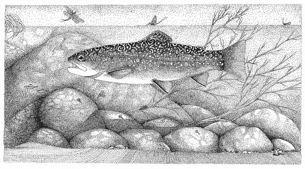 Native Waters  - Eastern Brook Trout by Stephen DiCerbo