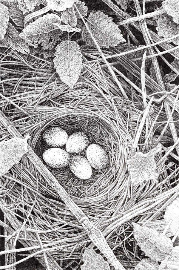 Ground Nest by Stacy-Ann Searle