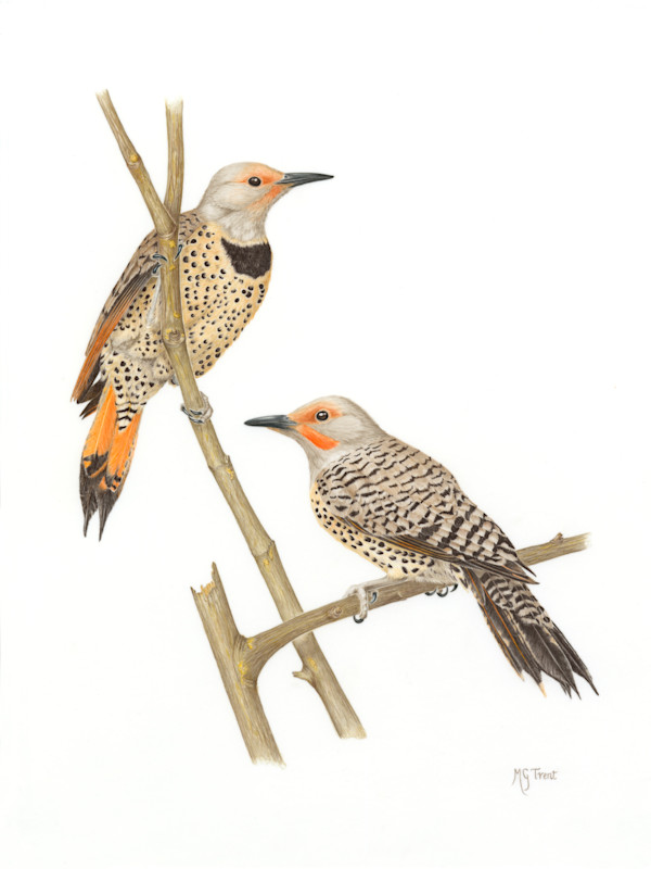 Northern Flickers (Colaptes auratus) by Margaret Trent