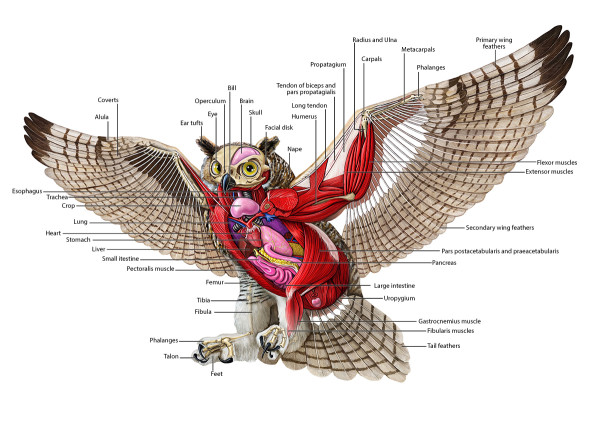 Owl anatomy in flight by Mesa Schumacher