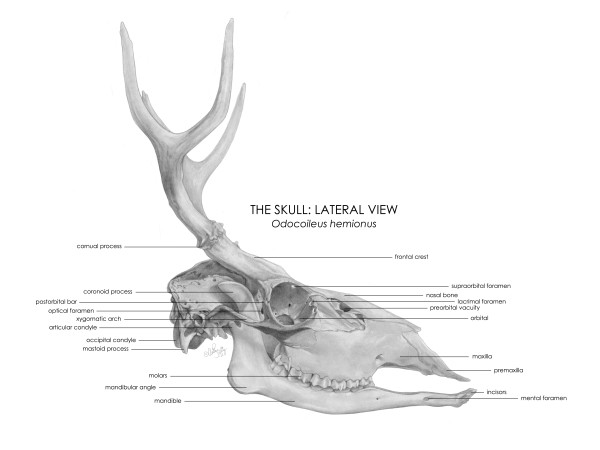 Skull Diagram of Odocoileus hemionus by Quinn Sedig