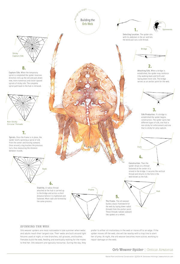Orb Weaver Spider: Spinning the Web by M. Genevieve Hitchings