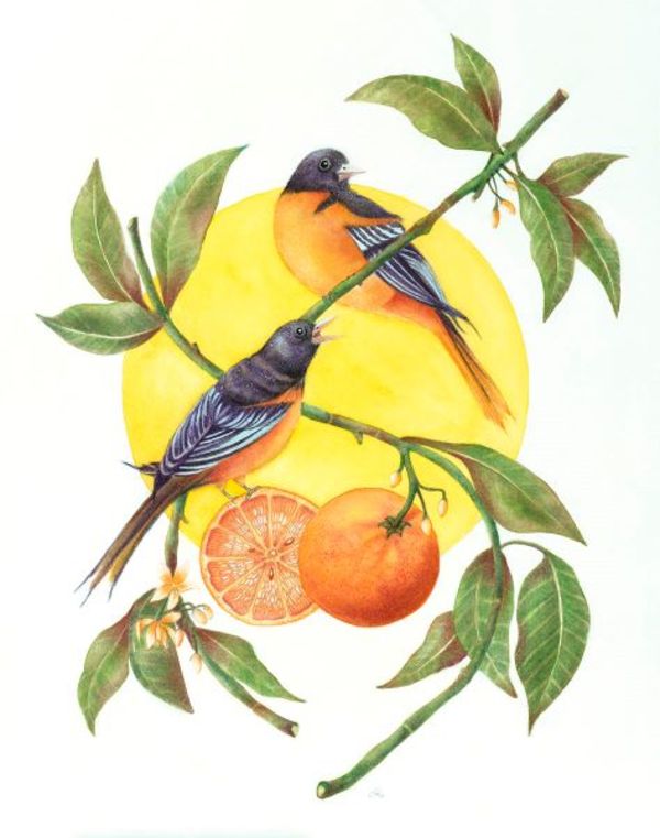 Oranges and Orioles by Deborah Kopka