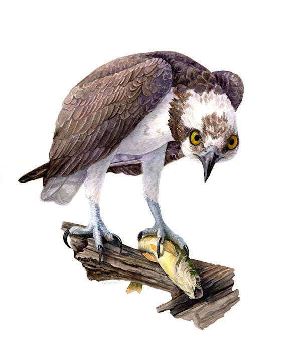 Osprey by Carrie Carlson