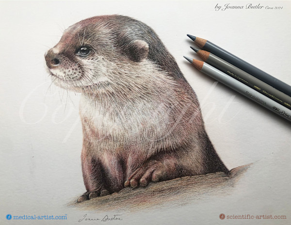 Otter study by Joanna Butler, Image 1.