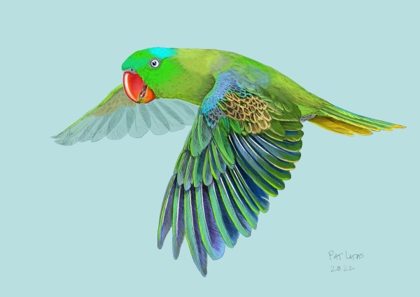 Philippine Blue-naped parrot study by Patricia Latas