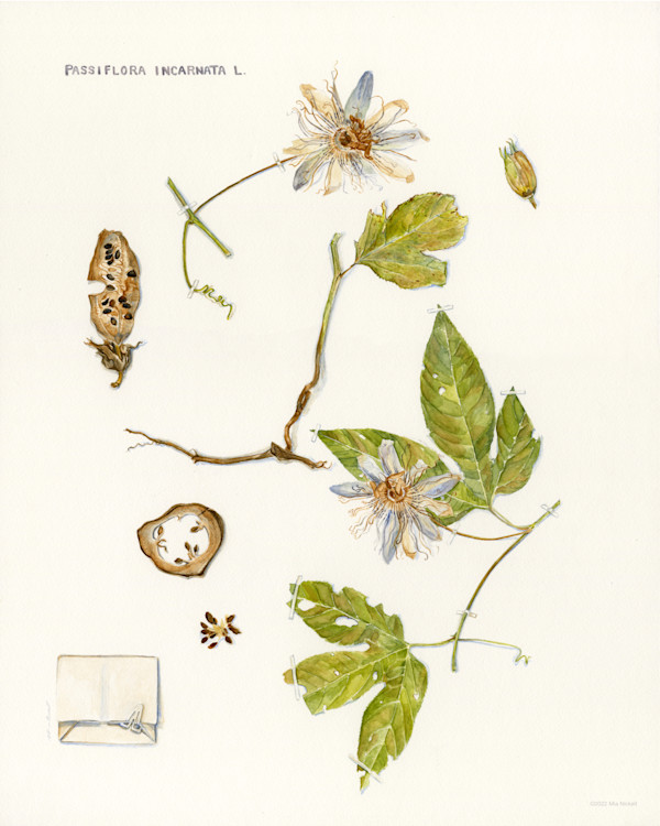 Passiflora incarnata L. by Mia Nickell