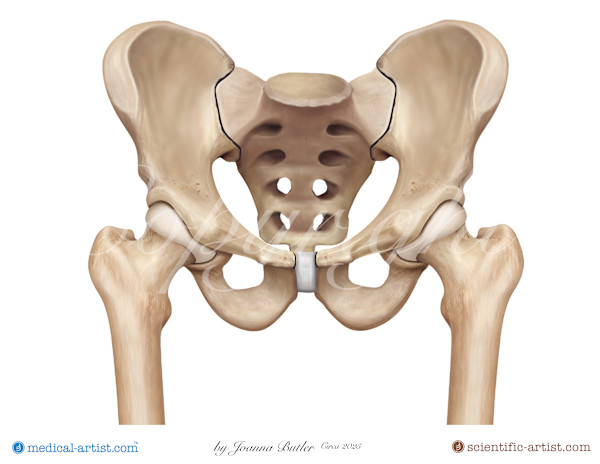 Pelvis Illustration Anterior View by Joanna Butler