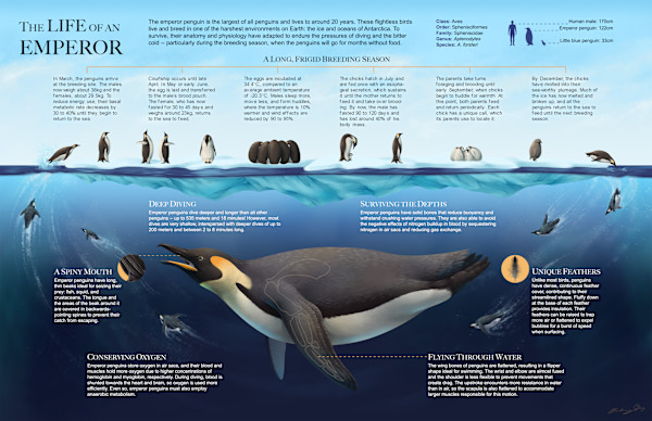 The Life of an Emperor: An Infographic on Emperor Penguins by Brittany Cheung