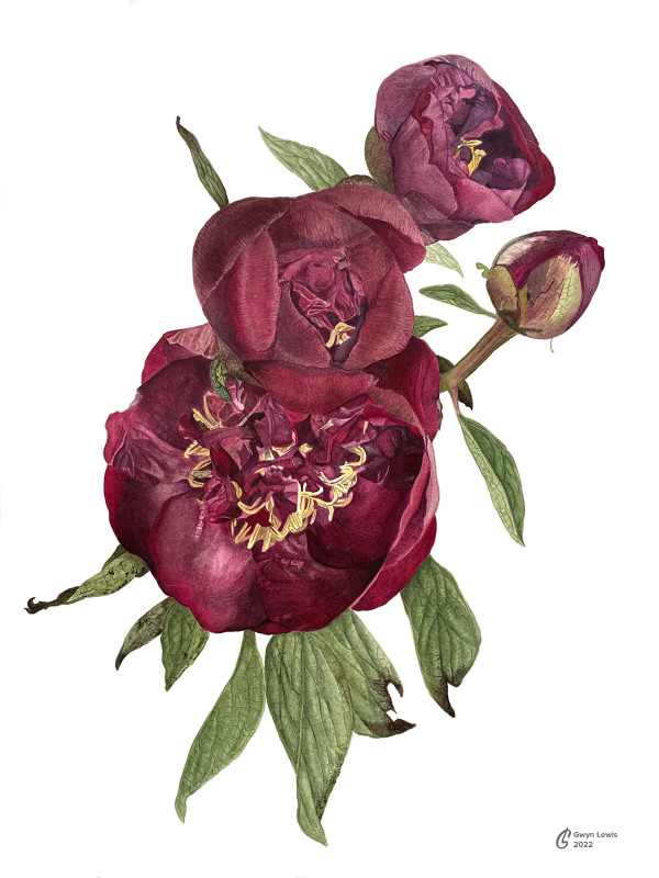 Peony bloom stages by Gwyn Lewis