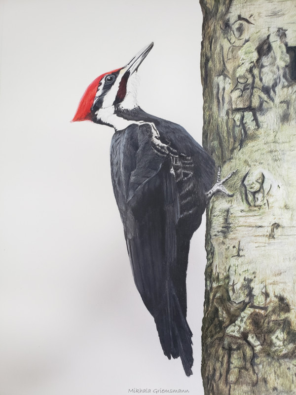 Pileated Woodpecker by Mikhala Griemsmann