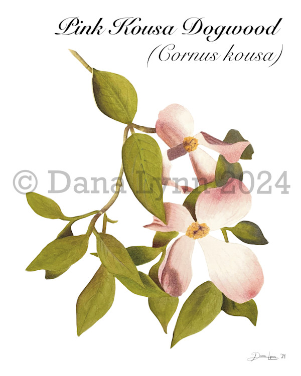 Pink Kousa Dogwood (Cornus kousa) by Dana Watrous, Image 1.