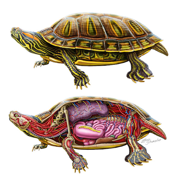 Pond Slider Turtle Anatomy by Mesa Schumacher