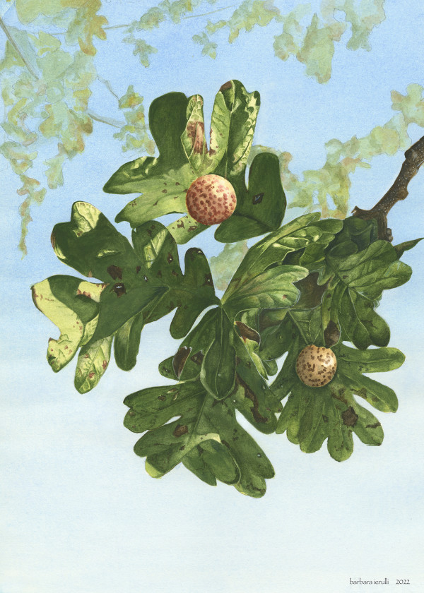 Quercus garryana Leaves with Besbicus mirabilis Galls by Barbara Ierulli