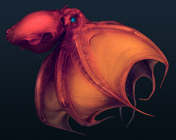 Vampire Squid, Vampyroteuthis infernalis by Robert Long