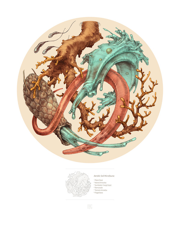 Aerobic Soil Microfauna by Robert Long