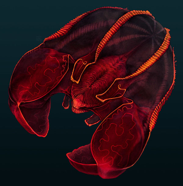 Bloodbelly Comb Jelly, Lampocteis cruentiventer by Robert Long