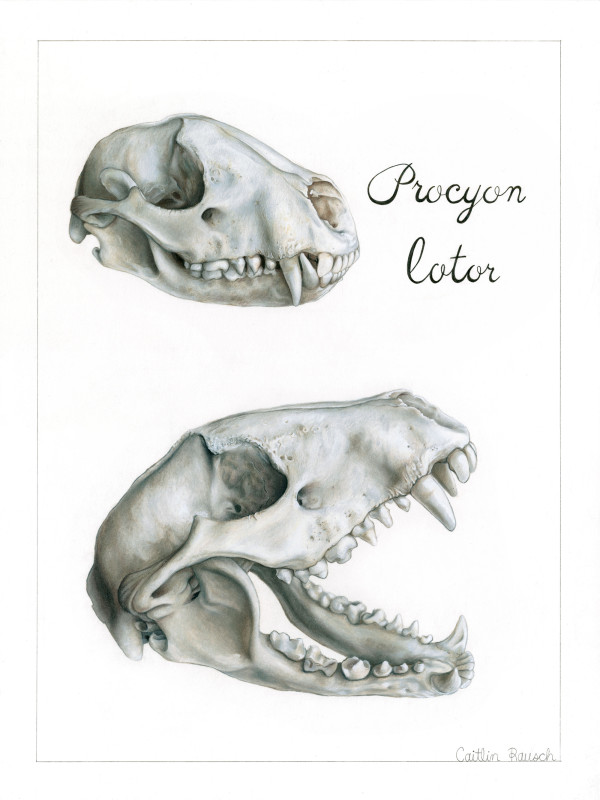 Raccoon Skull by Caitlin Rausch
