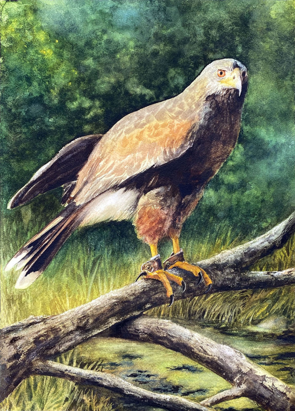 Portrait of Genesis, the Harris's Hawk by Pamela Riddle