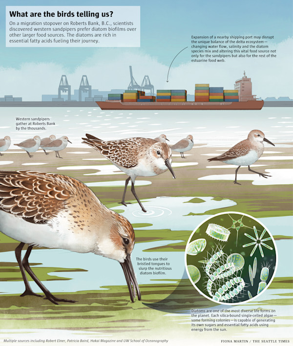 What are the birds telling us? by Fiona Martin