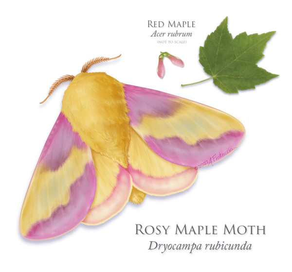 Rosy Maple Moth by Amanda Frataccia