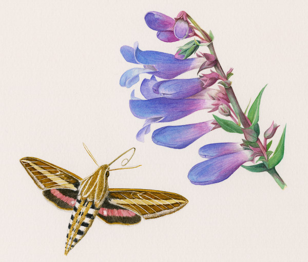 White-lined Sphinx Moth and Royal Penstemon by Nora Sherwood