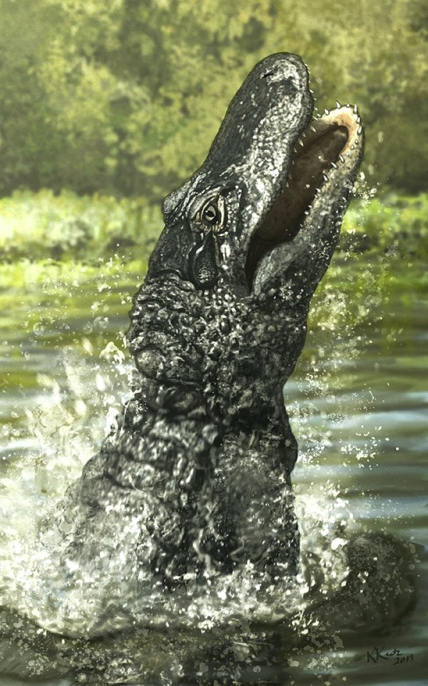 American Alligator by Keith Kratz