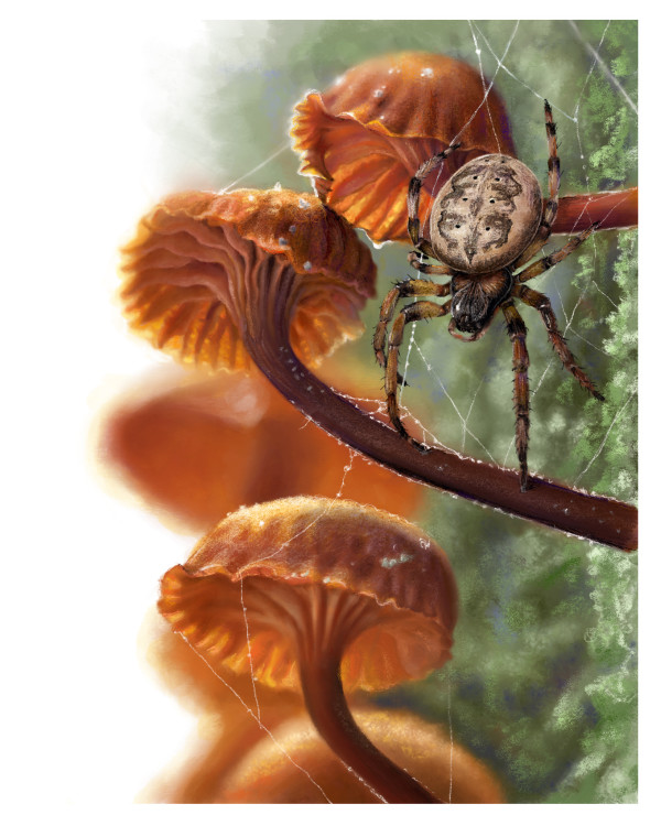Mushroom Visitors: Furrow Spider by Suzanne Eaton