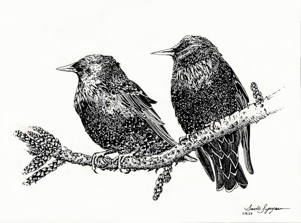 European Starlings by Sachi Sugiyama