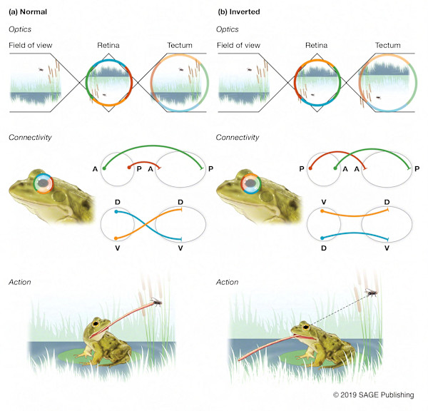 Eye Rotation on Visual-Motor Function in Frogs by Carolina Hrejsa