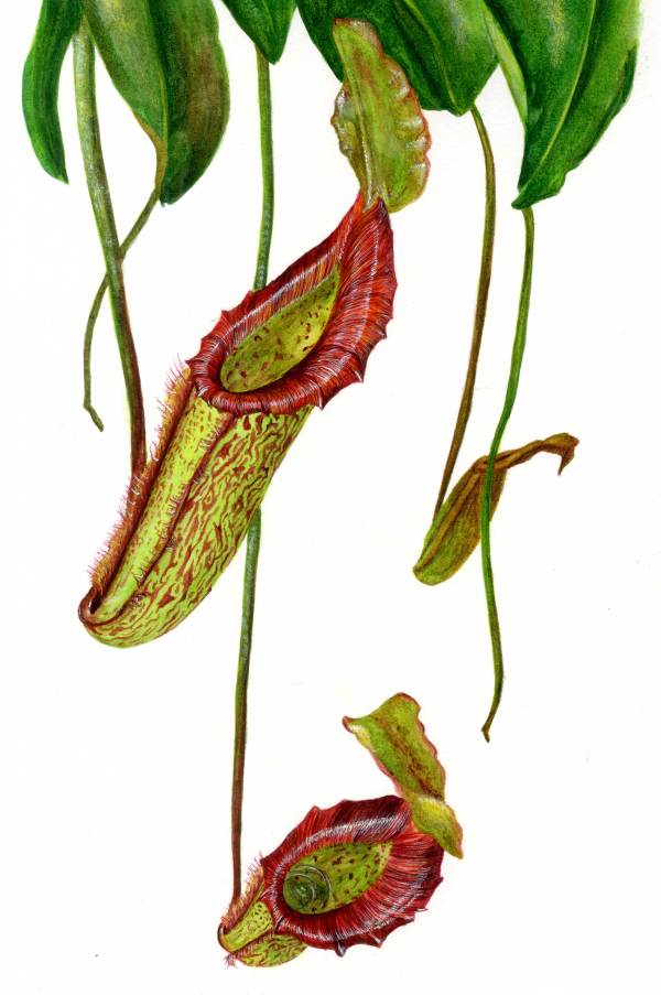 Common Pitcher Plant by Sophia Hart