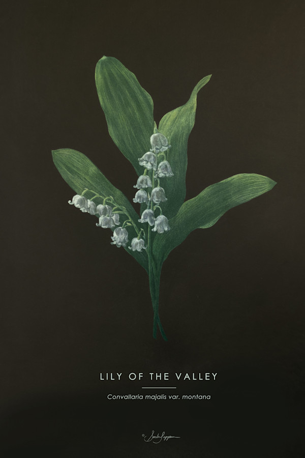 Lily of the Valley by Sachi Sugiyama