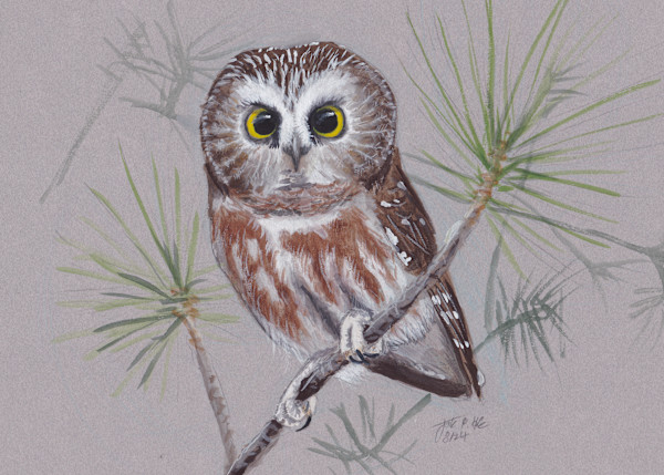 Northern Saw-whet Owl by Jack Hobe