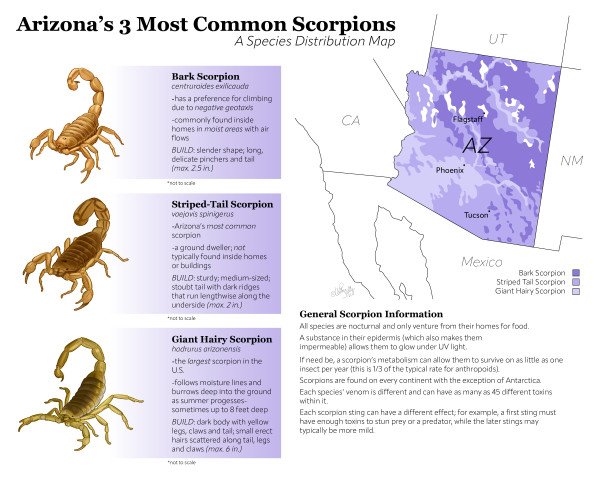 Distribution Map of Arizona's 3 Most Common Scorpions by Quinn Sedig
