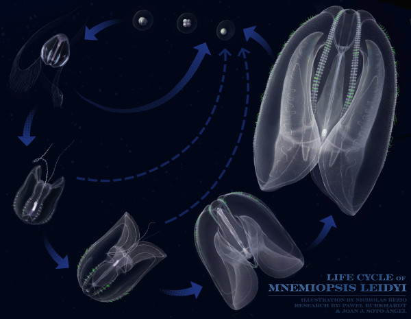 Lifecycle of the Sea Walnut (Phylum: Ctenophora) by Nicholas Bezio