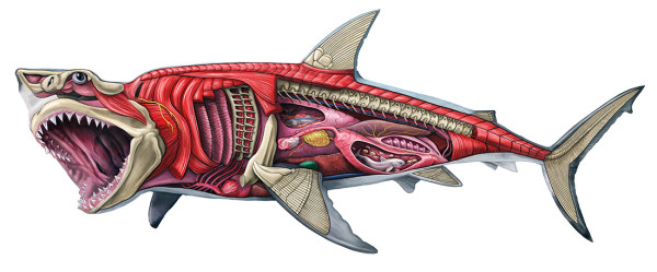 Great white shark internal anatomy by Mesa Schumacher