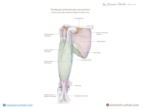 Anatomy of the shoulder in pencil by Joanna Butler, Image 1.