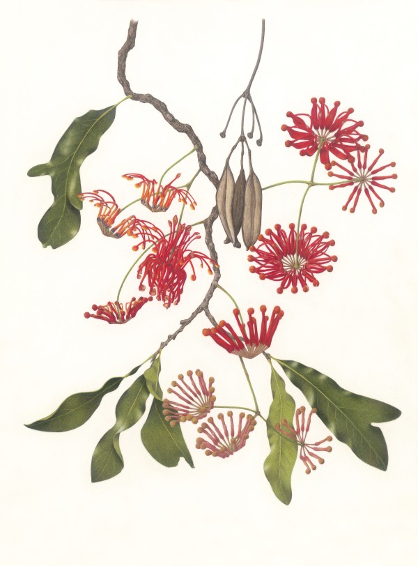 Stenocarpus sinuatus, Firewheel Tree by Melinda Edstein